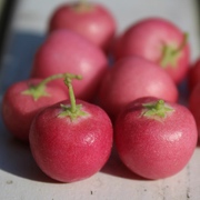 Gaultheria Gaultheria